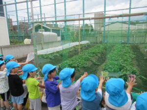 園児の畑に「サツマイモ」観察に行きました！